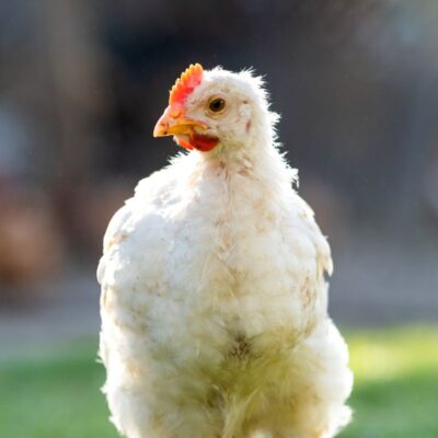 Volailles démarrées