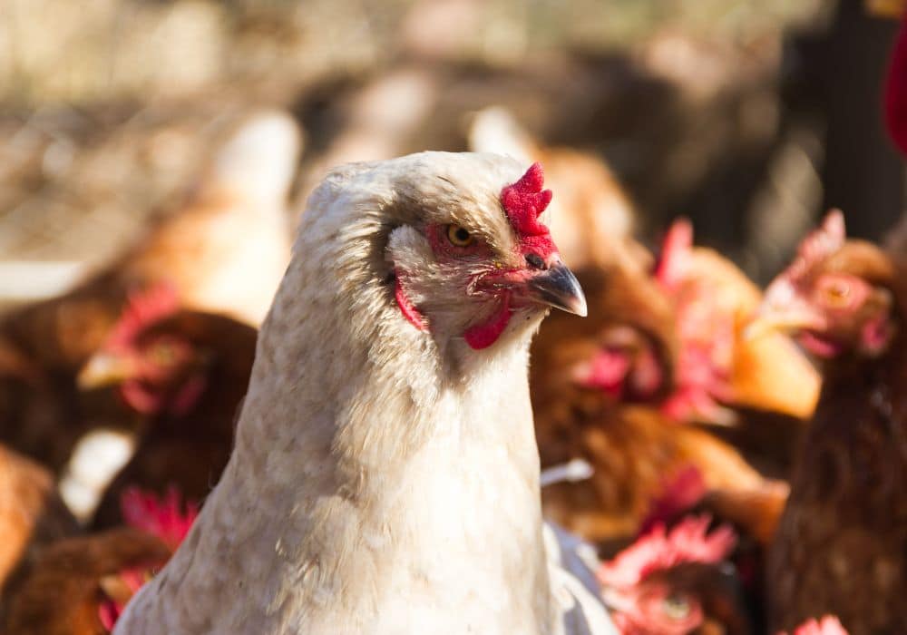 La hiérarchie du poulailler
