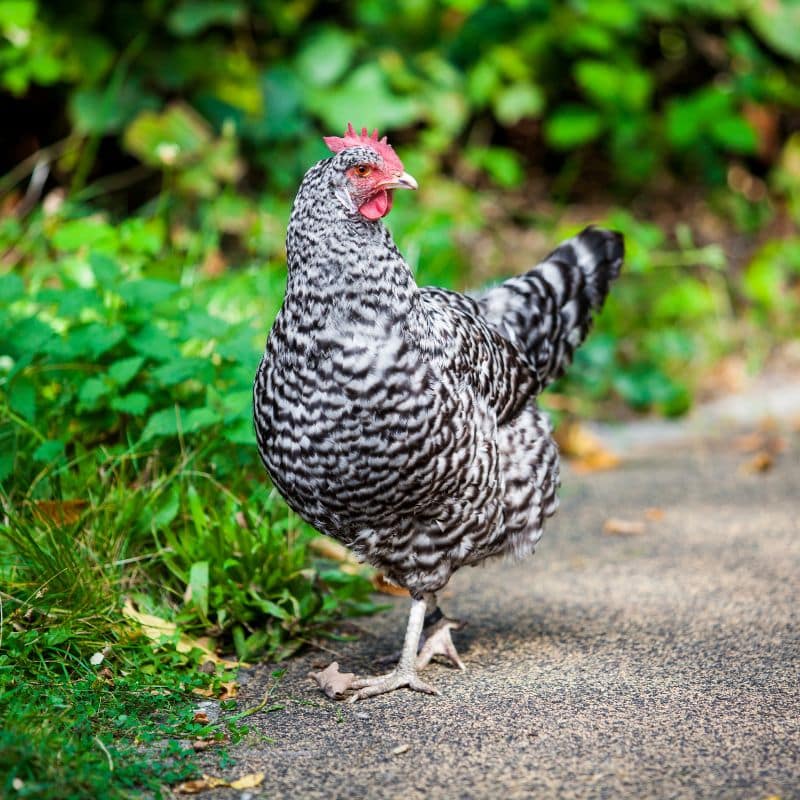 Poule pondeuse à l'air libre