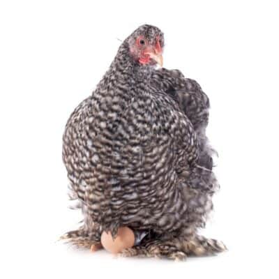 Poule Coucou