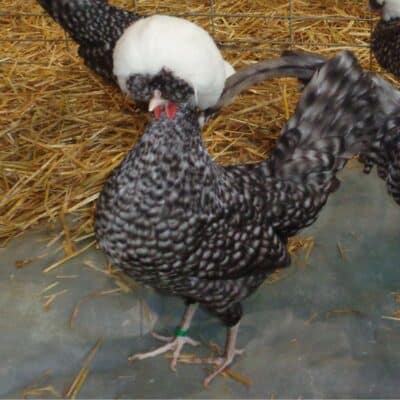 Poule Hollandaise Bleue Lisse