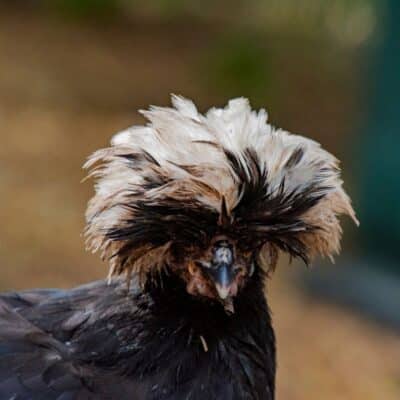 Poule Hollandaise Noire Lisse