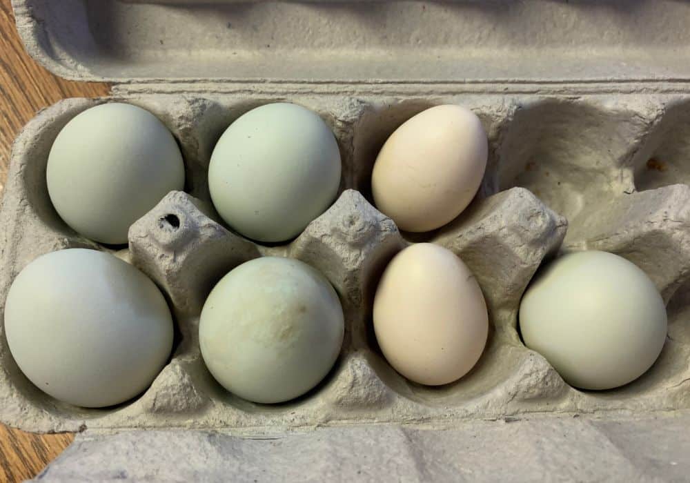 oeufs colorés de poule pondeuse
