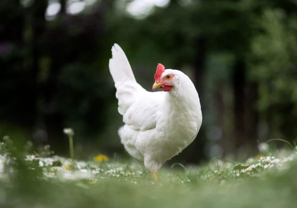 Poulet blanc élevé en liberté, race leghorn