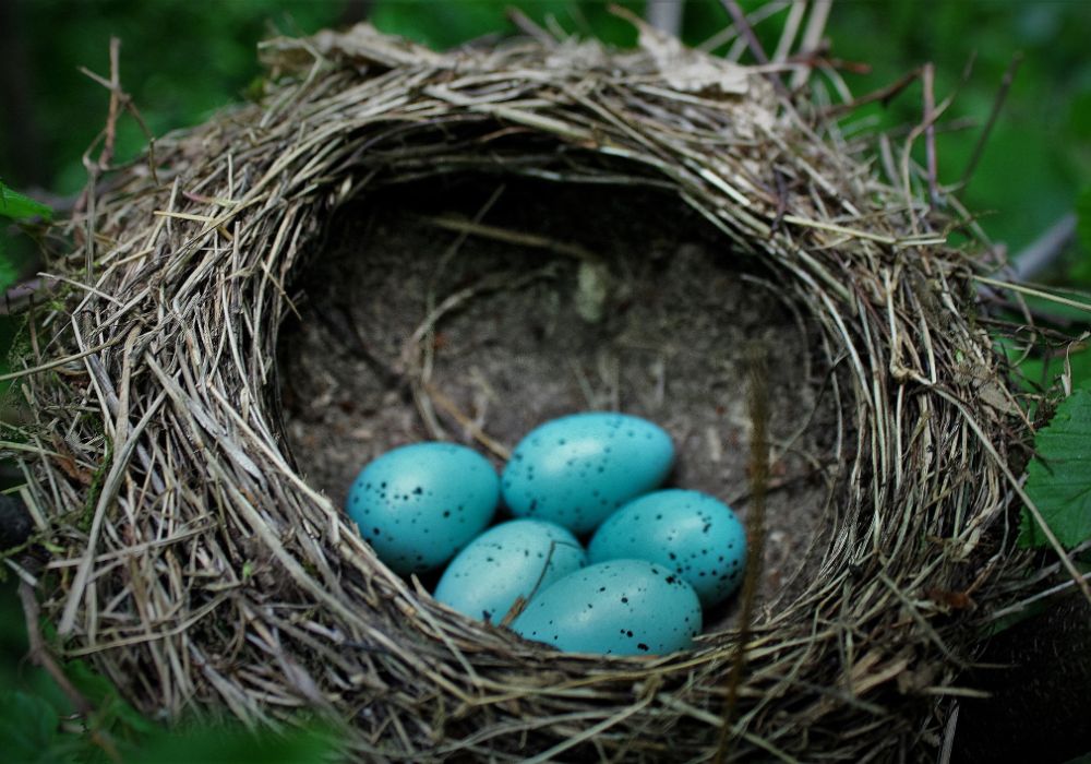 Œufs bleus au nid dans un environnement naturel