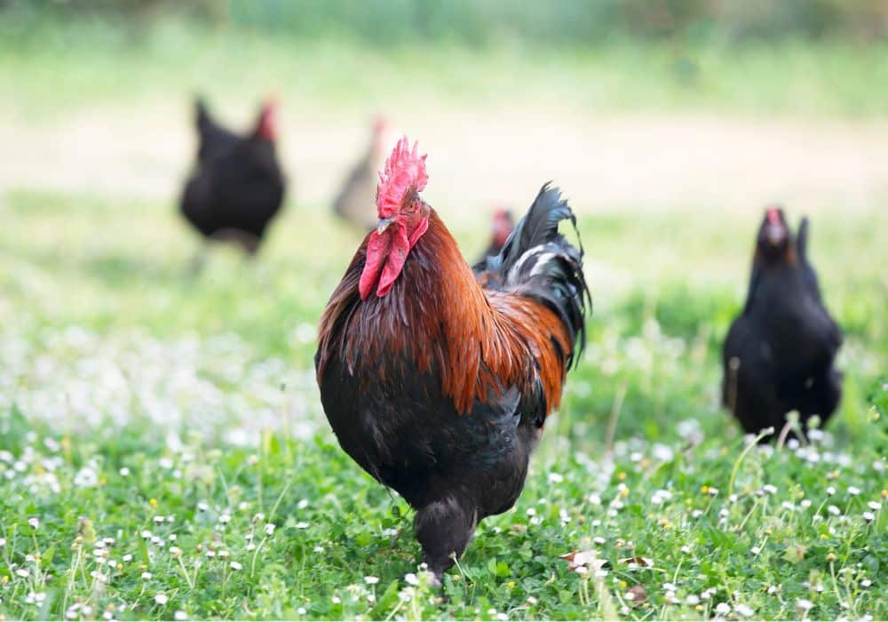 poulet marans dans le jardin