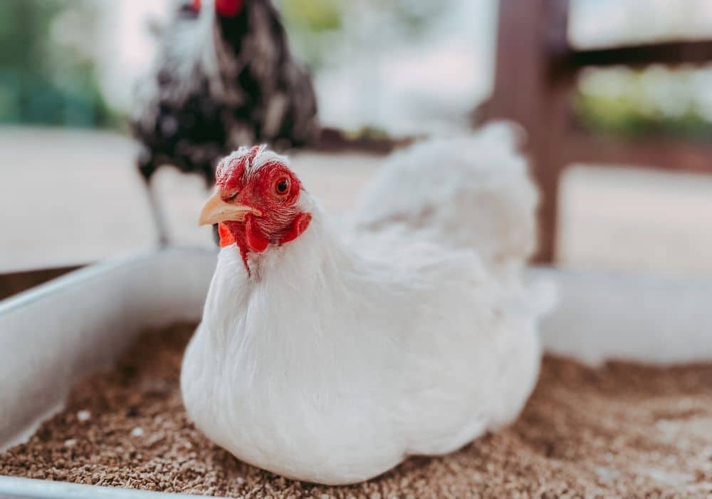 Quelle est la durée de vie d’une poule pondeuse ?