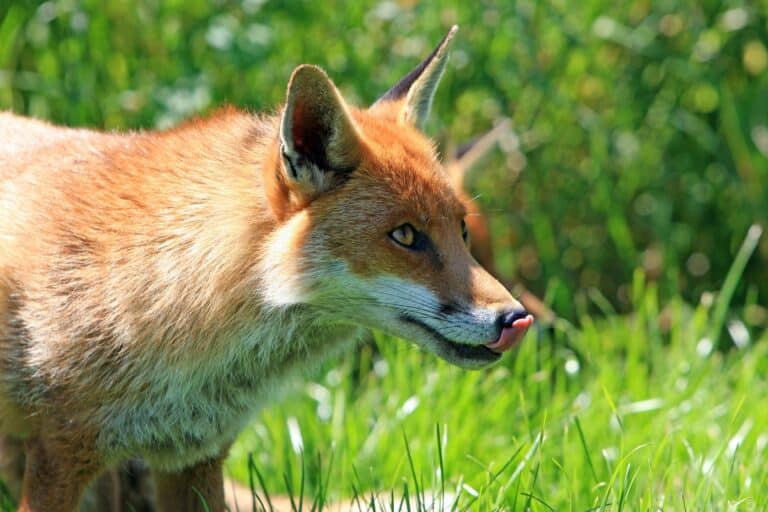 renard prédateur de poule