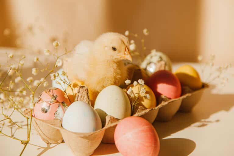 Oeufs de poule colorés