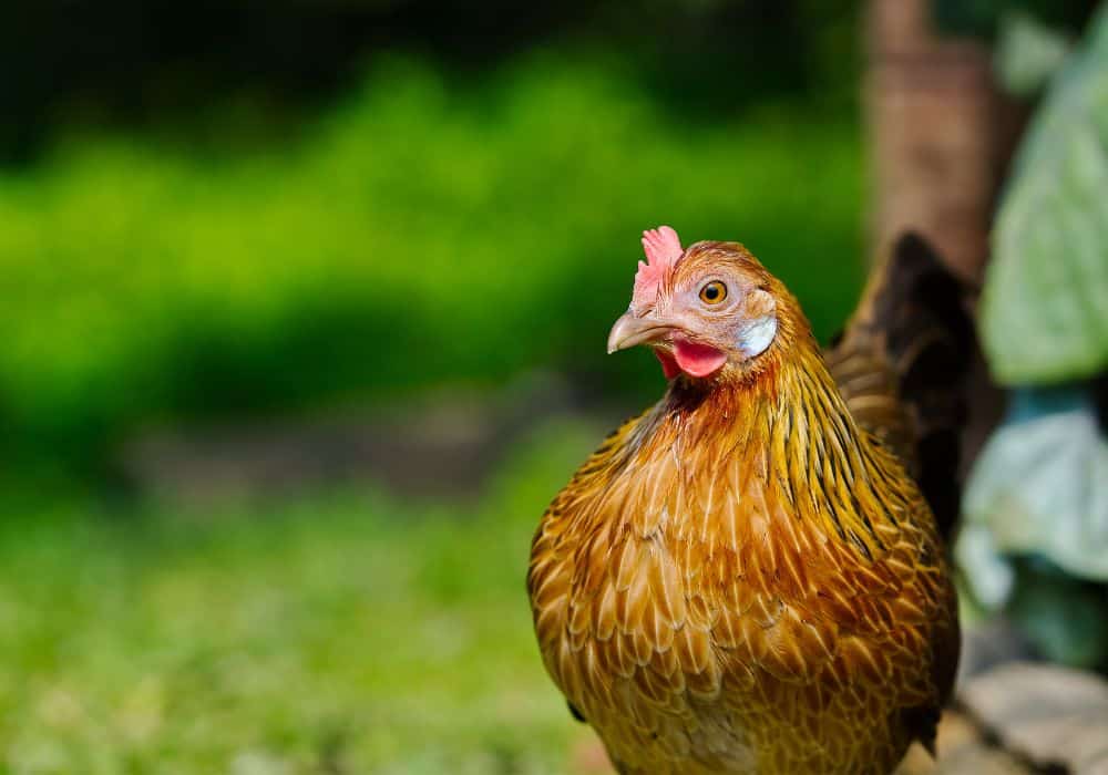 Bien comprendre le langage et le comportement des poules
