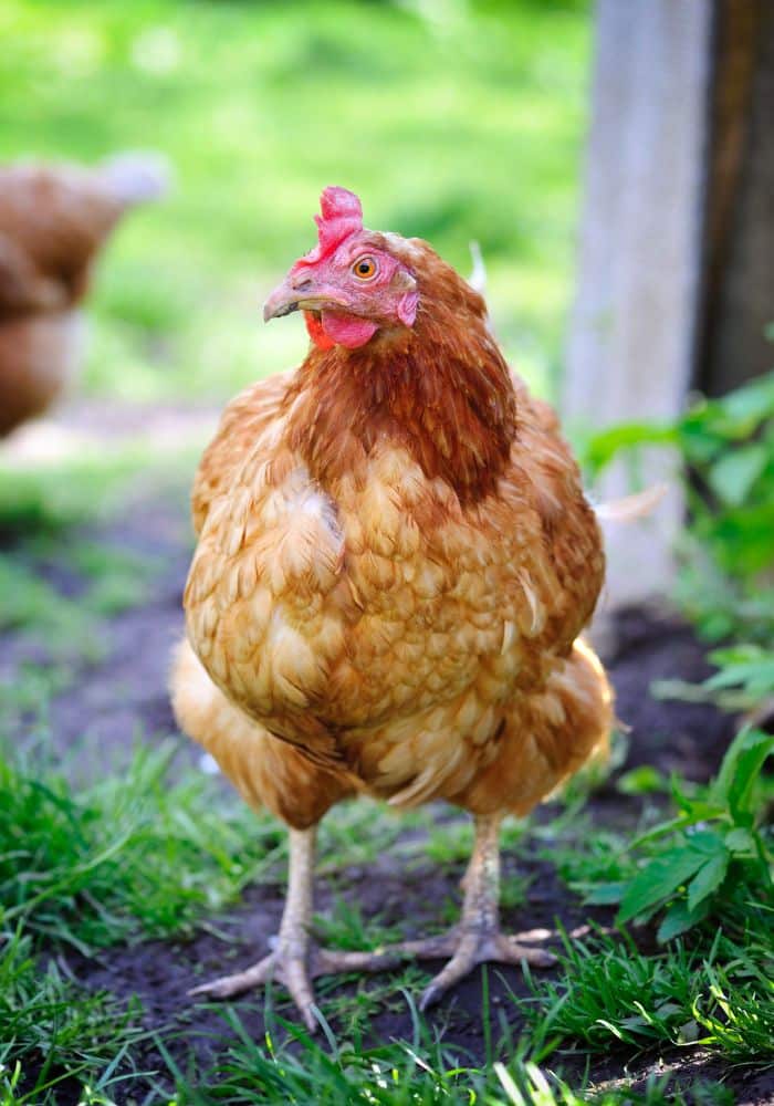 Le langage des poules : de multiples sons pour communiquer