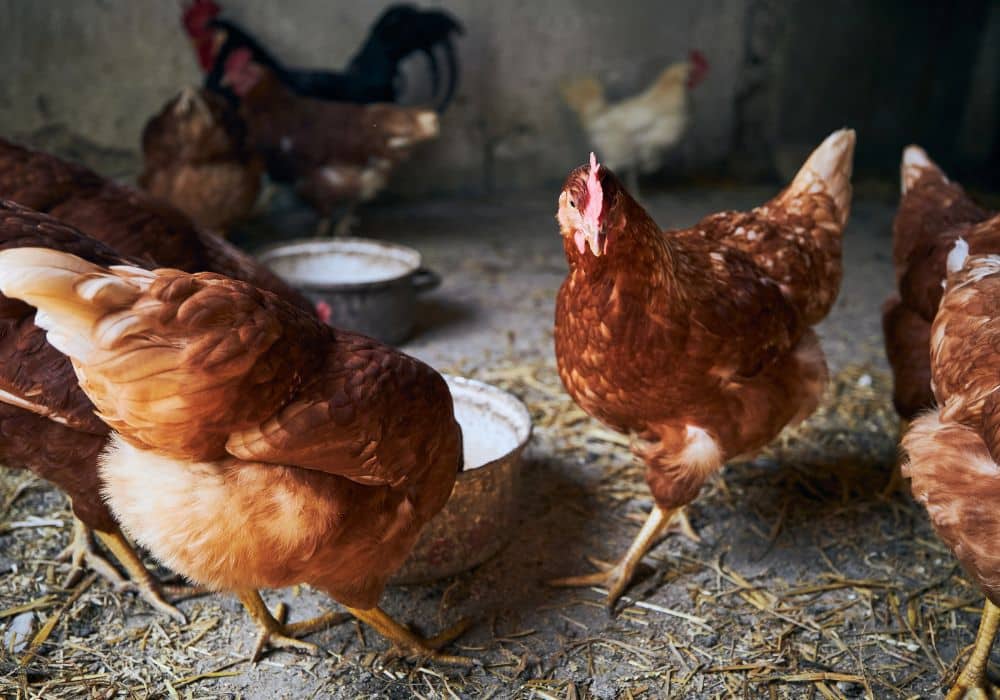 Comment puis-je prendre soin de ma poule ?