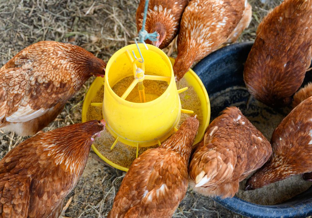 Une alimentation saine et variée