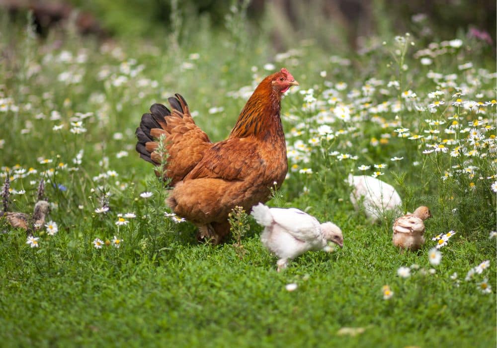 Les 5 bonnes raisons d’avoir des poules dans son jardin