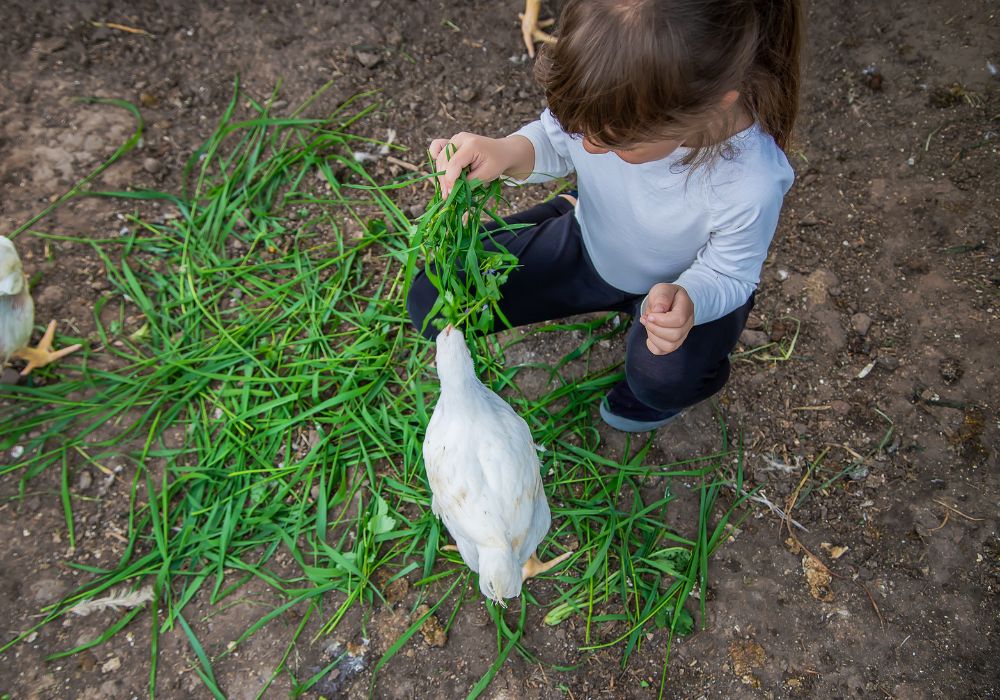Adopter des poules pour responsabiliser vos enfants