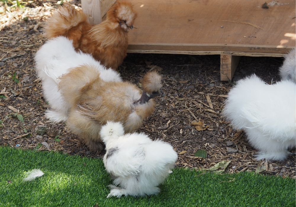 Les plus belles poules d’ornement