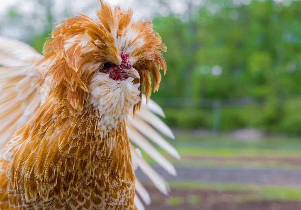 La poule Hollandaise