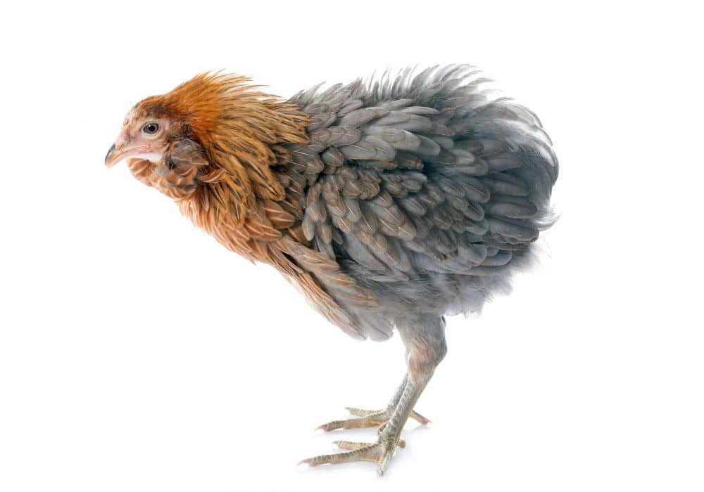 La poule Araucana