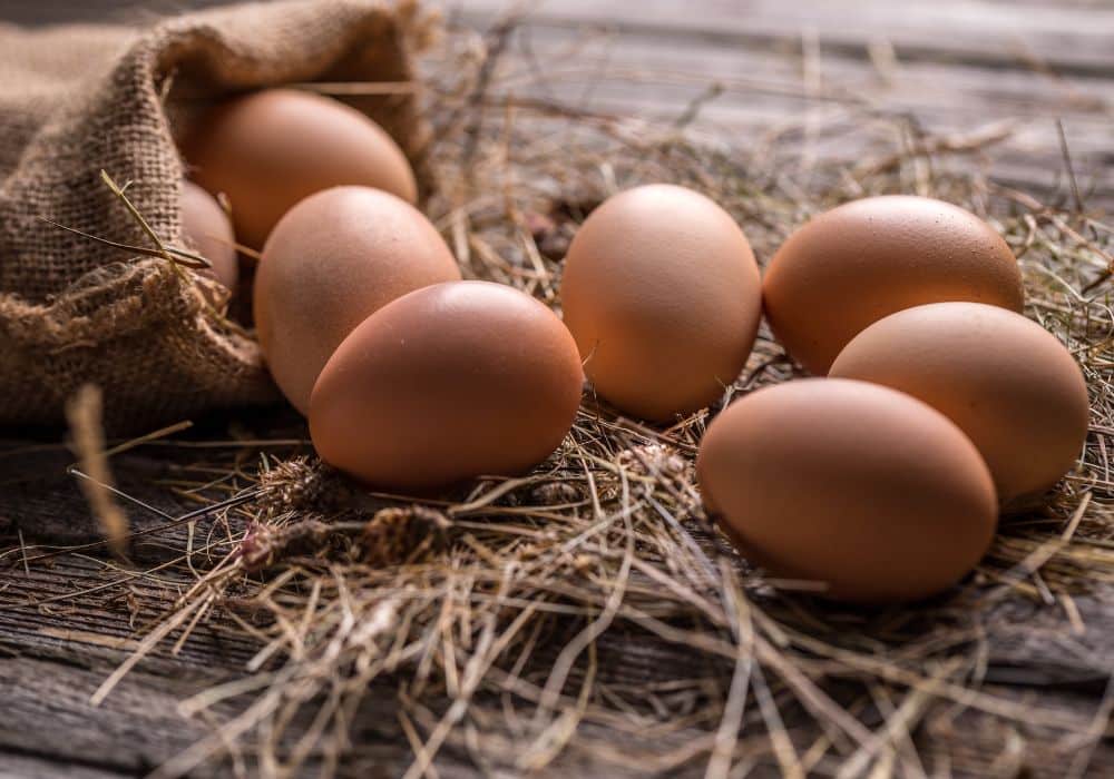 Pendant combien de temps pond une poule ?