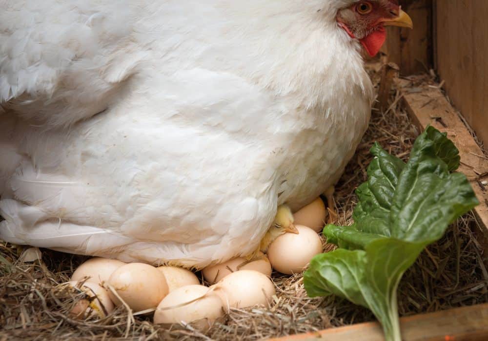 Quelle est la durée de ponte d’une poule ?