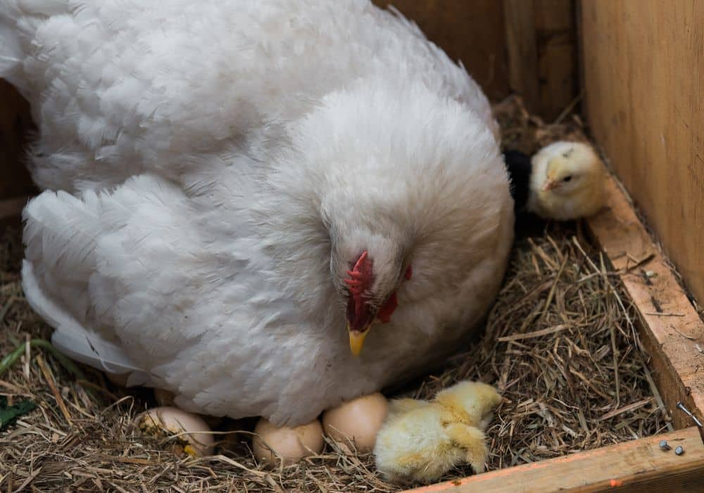 Combien d’œufs pond une poule pondeuse ?