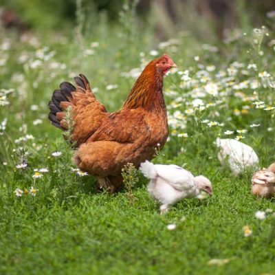 Les 5 bonnes raisons d’avoir des poules dans son jardin
