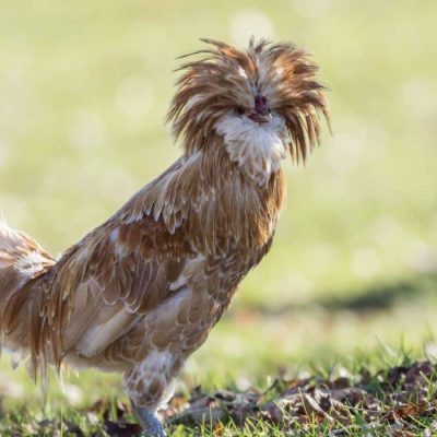 La poule Padoue