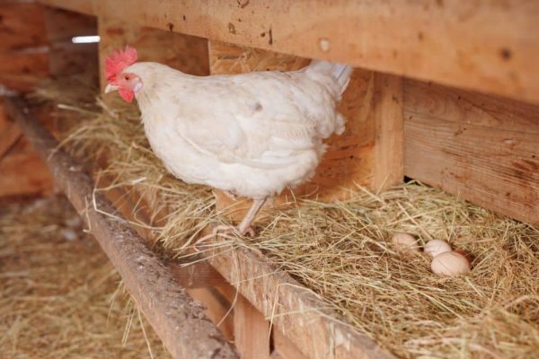 Les Frères Gilles, adoptez vos poules pondeuses dans les meilleures conditions
